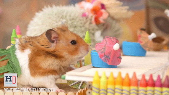 Hamster Gif - Find &Amp; Share On Giphy
