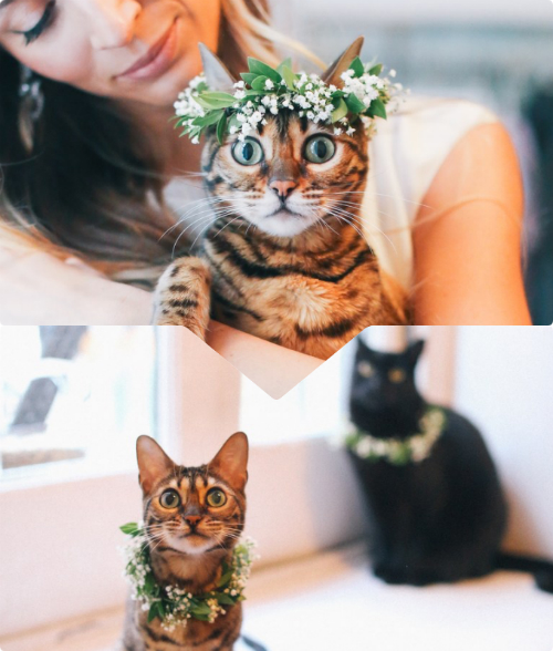 Hai chú mèo cưng được chị gái chú rể làm riêng cho vòng hoa đội đầu xinh xắn trong ngày trọng đại của chủ nhân. 